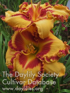 Daylily Westbourne Frills and Thrills